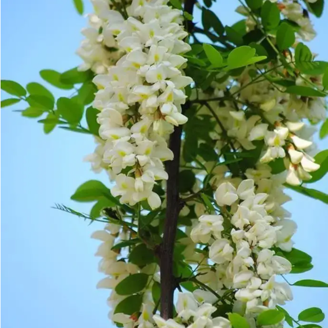 Sophora japonica Extract Quercitrin